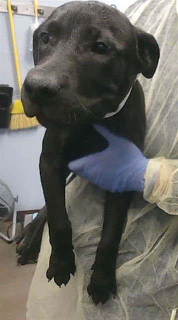 VELAR - Labrador Retriever available for adoption