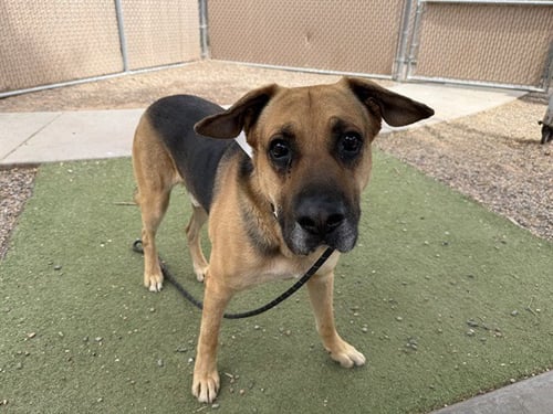 PICO - German Shepherd Dog available for adoption