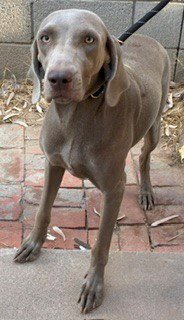 GALADRIEL - Weimaraner available for adoption