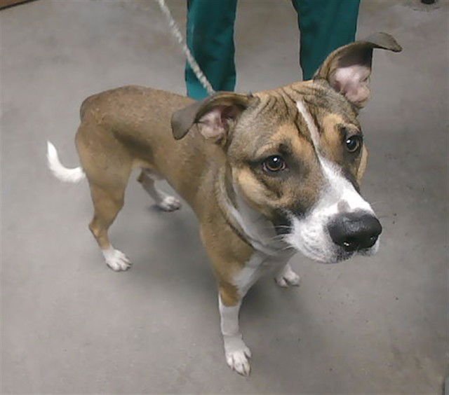 WASHINGTON - American Pit Bull Terrier available for adoption