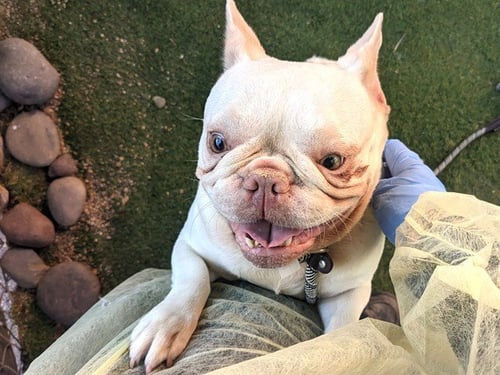BELLA - French Bulldog available for adoption