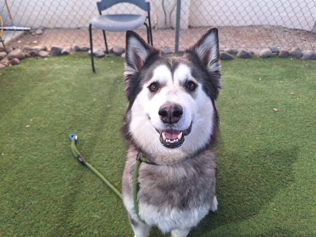 ITTY BITTY - Siberian Husky available for adoption