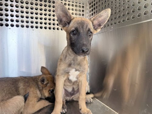 NEMO - German Shepherd Dog / Australian Cattle Dog/Blue Heeler available for adoption