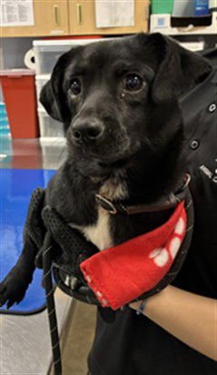 ADELITA - Chihuahua available for adoption