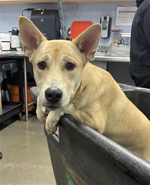 TIKI - Siberian Husky / Australian Cattle Dog/Blue Heeler available for adoption