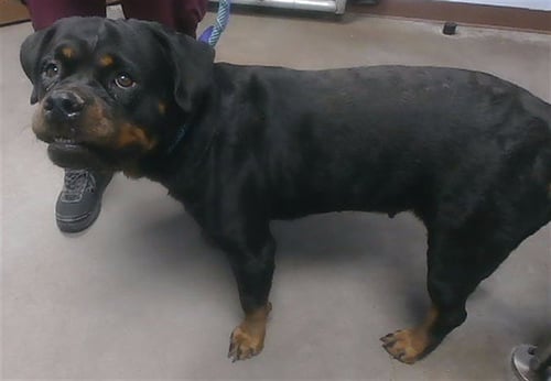 WADDLES - Rottweiler available for adoption