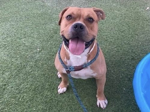 COLBY - American Pit Bull Terrier available for adoption