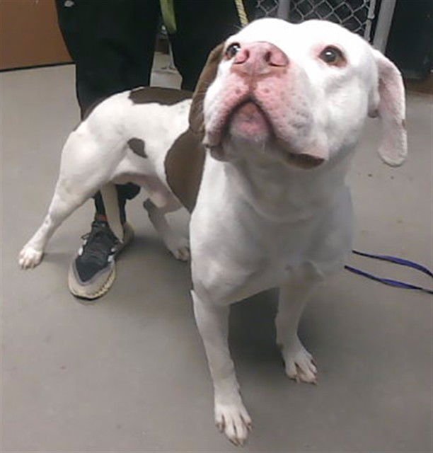 ANGUS - American Pit Bull Terrier available for adoption