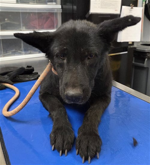 CLOVER - German Shepherd Dog available for adoption