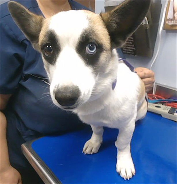 SLY - Pembroke Welsh Corgi available for adoption