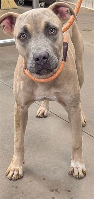 THALIA - American Pit Bull Terrier available for adoption