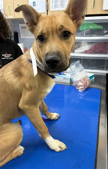 JOKER - German Shepherd Dog available for adoption