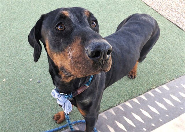 CADY - Doberman Pinscher / Rottweiler available for adoption