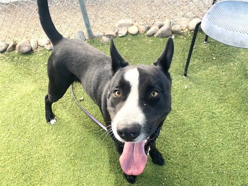 ZION - American Pit Bull Terrier / Bull Terrier available for adoption