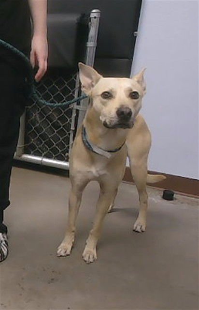 BILL - Labrador Retriever / German Shepherd Dog available for adoption