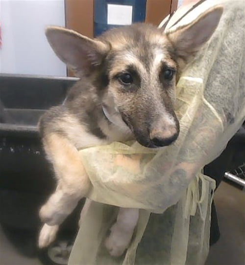 POSSUM - German Shepherd Dog available for adoption