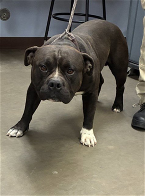 POT ROAST - American Bulldog available for adoption