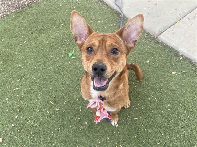 PLAYER - American Pit Bull Terrier available for adoption