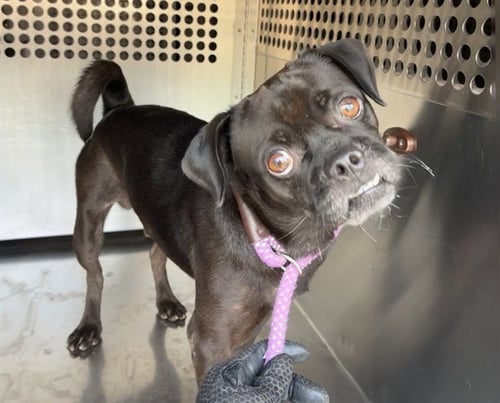SMOOCHIE - Pug available for adoption
