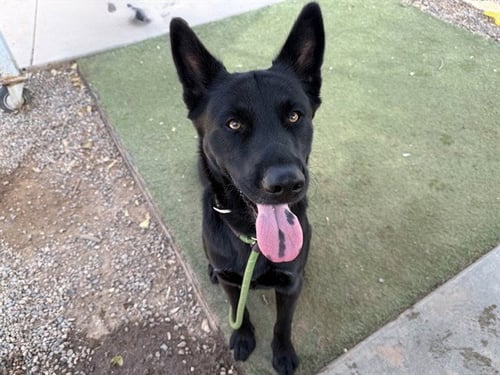 DRUMMER - German Shepherd Dog / Chow Chow available for adoption