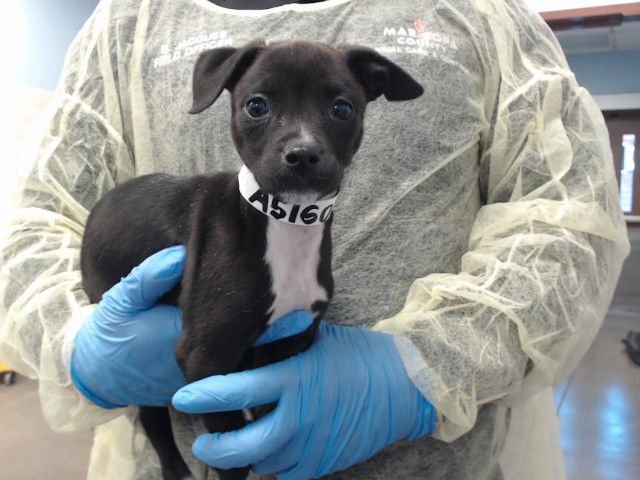 TERIYAKI - American Pit Bull Terrier available for adoption