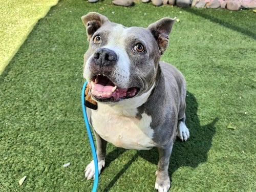 ZELDA - Staffordshire Bull Terrier / American Pit Bull Terrier available for adoption