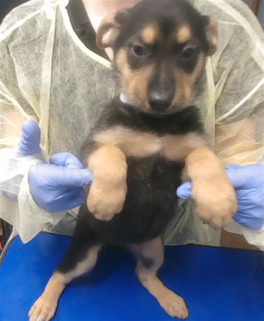 BIX - German Shepherd Dog available for adoption