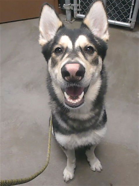 SJ - Siberian Husky / German Shepherd Dog available for adoption