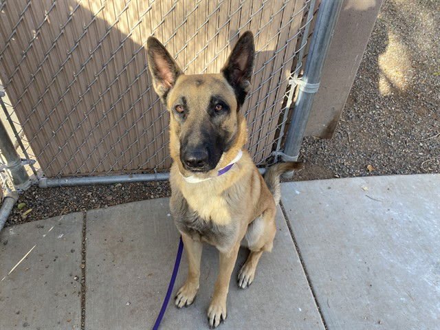 ROOT BEER - German Shepherd Dog available for adoption