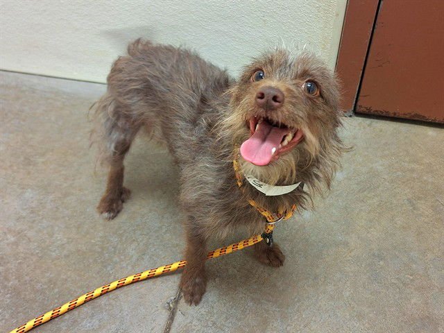 ACORN - Cairn Terrier available for adoption