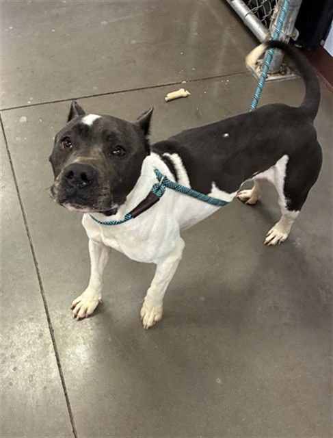 BLUE - American Staffordshire Terrier available for adoption