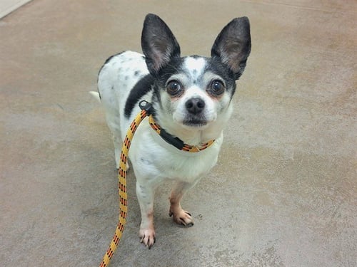 BIRDIE BELLE - Chihuahua available for adoption