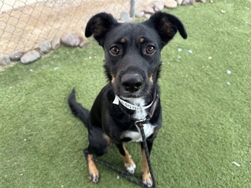 COFFEE - Australian Cattle Dog/Blue Heeler / German Shepherd Dog available for adoption