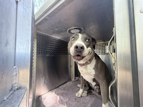 JEAN GRAY - American Pit Bull Terrier available for adoption