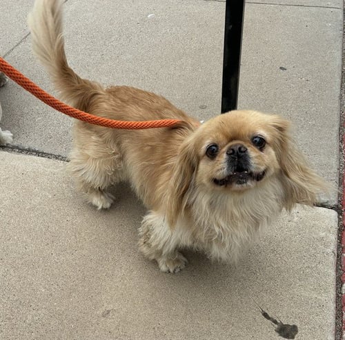 VELVET - Pekingese available for adoption