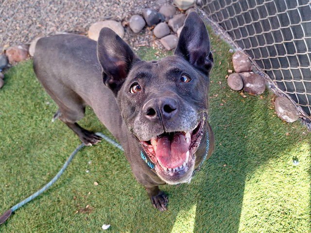 MAGNOLIA - Labrador Retriever available for adoption