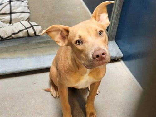 TOOFER - American Pit Bull Terrier available for adoption