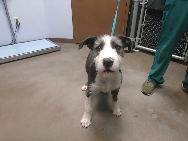 SPRITE - Border Terrier available for adoption