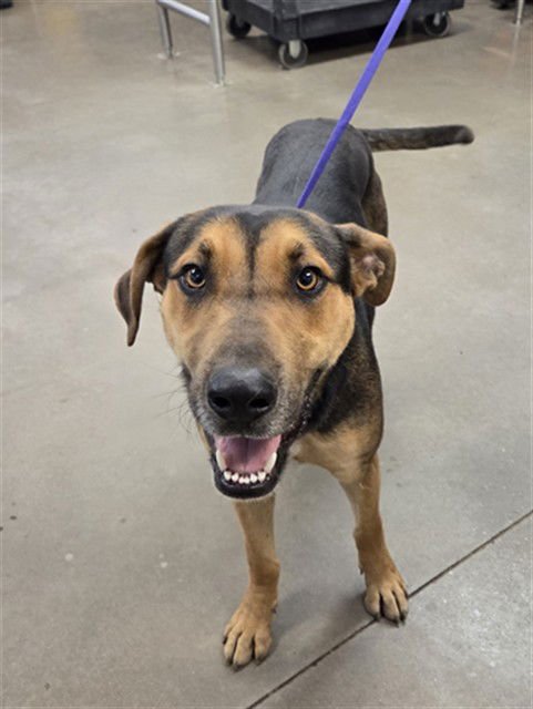 ROYAL - German Shepherd Dog available for adoption