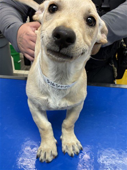 CHARLIE - Labrador Retriever available for adoption