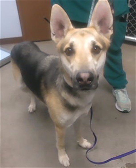 OBI WAN - German Shepherd Dog available for adoption