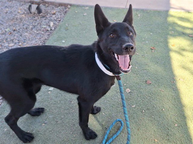 LOONA - Australian Kelpie available for adoption