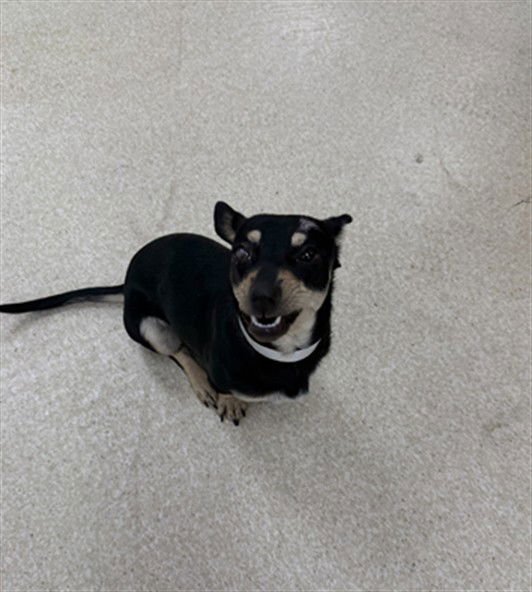 POLLY POCKET - Chihuahua available for adoption