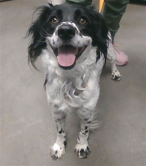 ARBUCKLE - Border Collie / Cocker Spaniel available for adoption