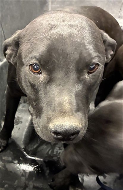 ARTIE - American Pit Bull Terrier available for adoption