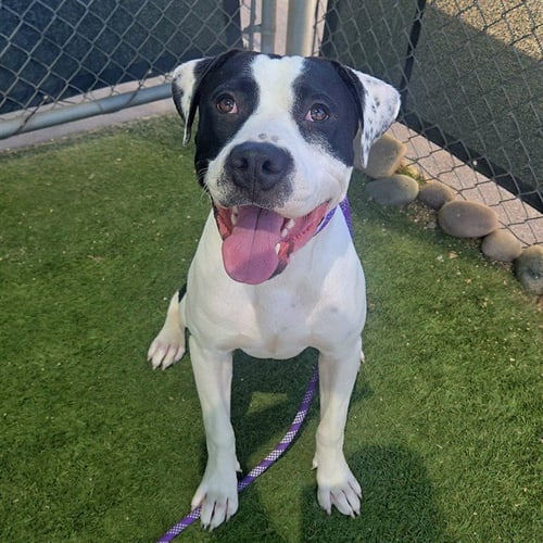JULIUS - American Pit Bull Terrier available for adoption