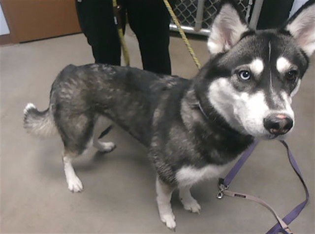 KODA - Husky available for adoption