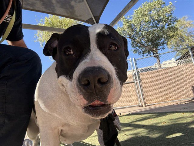 AMERICA - American Staffordshire Terrier available for adoption