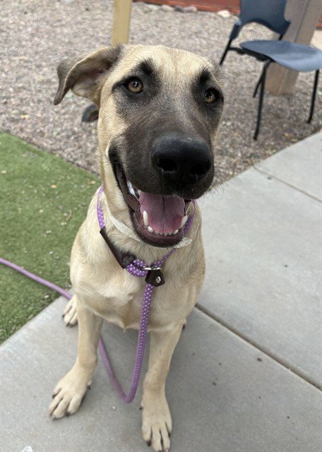JELLY BEAN - German Shepherd Dog available for adoption