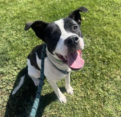 STEAK - American Pit Bull Terrier available for adoption